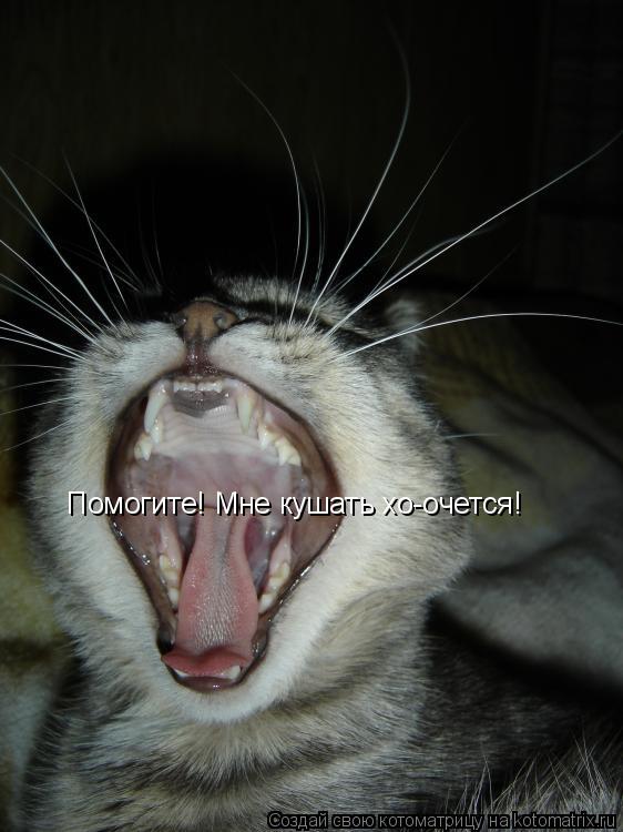 Котоматрица: Помогите! Мне кушать хо-очется!
