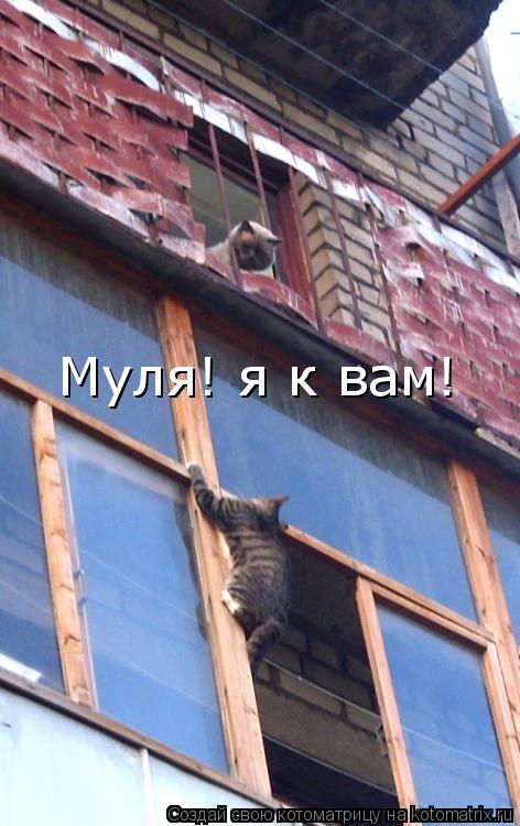 Муля! я к вам!... Котоматрица: Муля! я к вам!