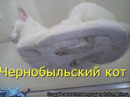Котоматрица: Чернобыльский кот