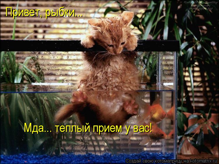 Привет, рыбки... Мда... теплый прием у вас!... Котоматрица: Привет, рыбки... Мда... теплый прием у вас!