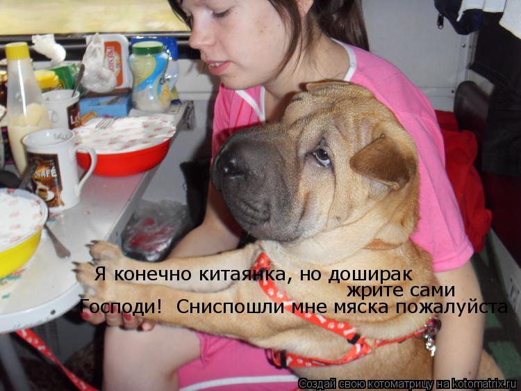 Я конечно китаянка, но доширак жрите сами Господи ! Господи ! Господи! Сниспошли мне мяска пожалуй... Котоматрица: Я конечно китаянка, но доширак жрите сами Господи ! Господи ! Господи! Сниспошли мне мяска пожалуйста
