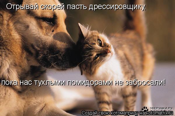 Отрывай скорей пасть дрессировщику, пока нас тухлыми помидорами не забросали!... Котоматрица: Отрывай скорей пасть дрессировщику, пока нас тухлыми помидорами не забросали!