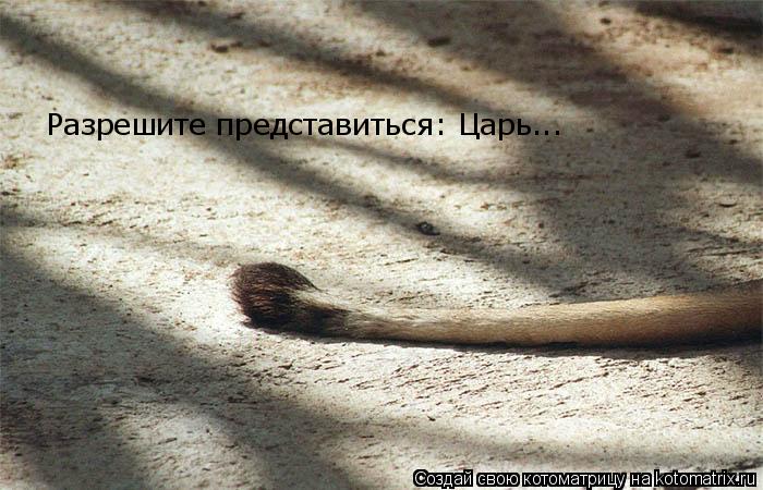 Разрешите представиться: Царь...... Котоматрица: Разрешите представиться: Царь...