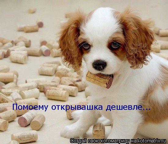 Помоему открывашка дешевле...... Котоматрица: Помоему открывашка дешевле...