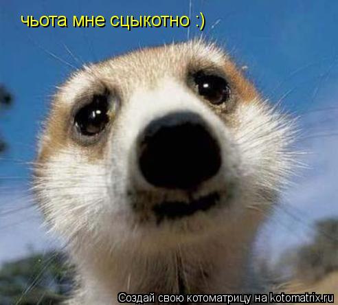 чьота мне сцыкотно :)... Котоматрица: чьота мне сцыкотно :)