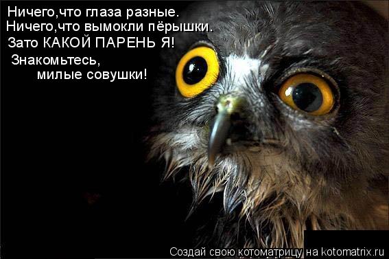 Котоматрица: Ничего,что глаза разные. Ничего,что вымокли пёрышки. Зато КАКОЙ ПАРЕНЬ Я! Знакомьтесь, милые совушки!