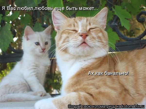 Котоматрица: Я Вас любил,любовь еще быть может... Ах,как банально! Ах,как банально!