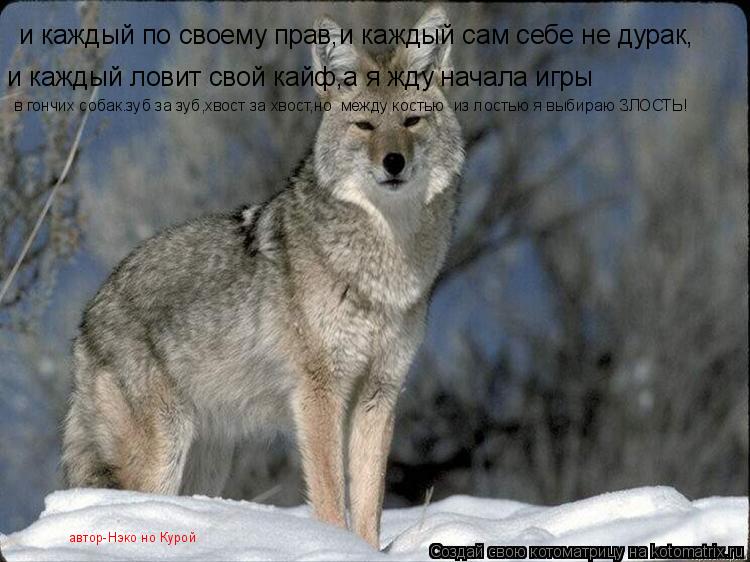 автор-Нэко но Курой и каждый по своему прав,и каждый сам себе не дурак, и каждый ловит свой кайф,а я ... Котоматрица: автор-Нэко но Курой и каждый по своему прав,и каждый сам себе не дурак, и каждый ловит свой кайф,а я жду начала игры в гончих собак.зуб за зуб,
