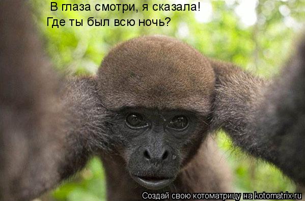 В глаза смотри, я сказала! Где ты был всю ночь?... Котоматрица: В глаза смотри, я сказала! Где ты был всю ночь?