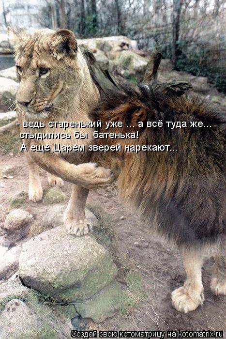 - ведь старенький уже ... а всё туда же... стыдились бы батенька! А ещё Царём зверей нарекают...... Котоматрица: - ведь старенький уже ... а всё туда же... стыдились бы батенька! А ещё Царём зверей нарекают...