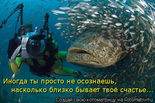 Котоматрица: Иногда ты просто не осознаешь, насколько близко бывает твоё счастье...