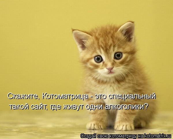 Скажите, Котоматрица - это специальный такой сайт, где живут одни алкоголики?... Котоматрица: Скажите, Котоматрица - это специальный такой сайт, где живут одни алкоголики?