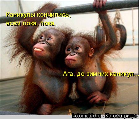 Каникулы кончились, всем пока, пока. Ага, до зимних каникул...... Котоматрица: Каникулы кончились, всем пока, пока. Ага, до зимних каникул...