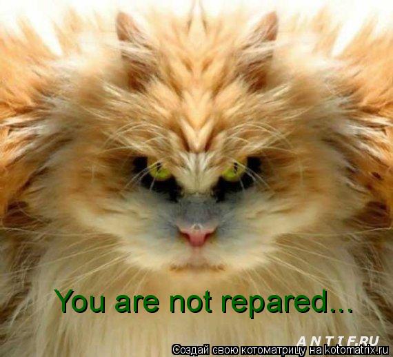 Котоматрица: You are not repared...
