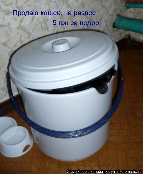 Продаю кошек, на развес 5 грн за ведро... Котоматрица: Продаю кошек, на развес 5 грн за ведро