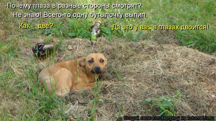 -Почему глаза в разные стороны смотрят? Не знаю! Всего-то одну бутылочку выпил. Как - две? Да это у... Котоматрица: -Почему глаза в разные стороны смотрят? Не знаю! Всего-то одну бутылочку выпил. Как - две? Да это у вас в глазах двоится!