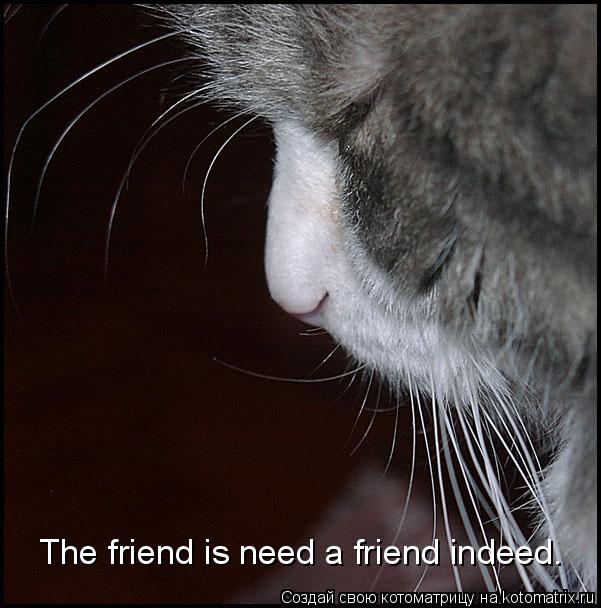 The friend is need a friend indeed.... Котоматрица: The friend is need a friend indeed.
