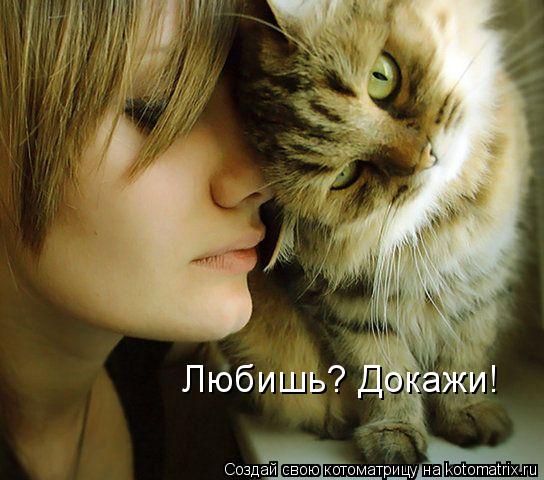 Любишь? Докажи!... Котоматрица: Любишь? Докажи!
