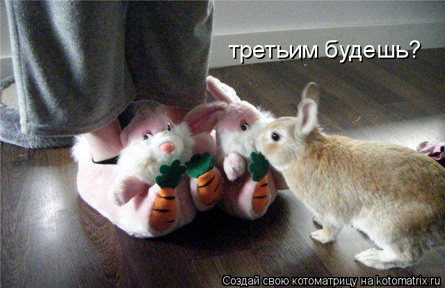 Котоматрица: третьим будешь?