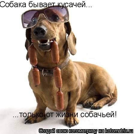 Собака бывает кусачей... ...только от жизни собачьей!... Котоматрица: Собака бывает кусачей... ...только от жизни собачьей!