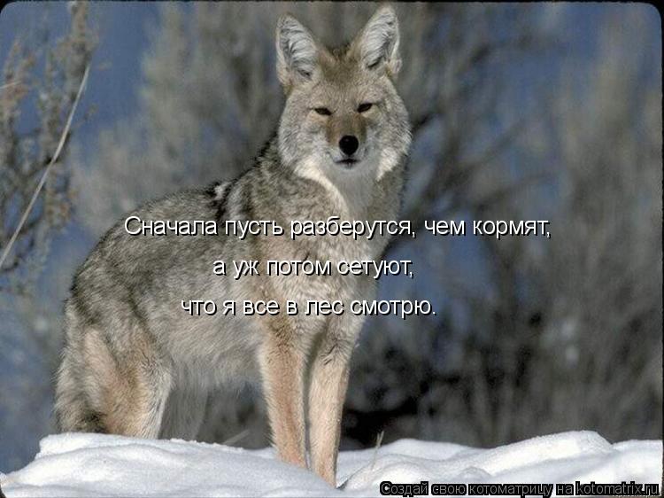 Котоматрица: Сначала пусть разберутся, чем кормят,  а уж потом сетуют,  что я все в лес смотрю.