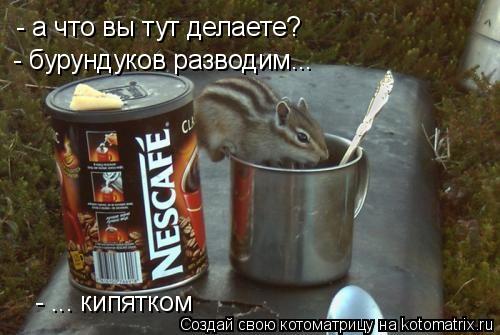 Котоматрица: - а что вы тут делаете? - бурундуков разводим... - ... кипятком