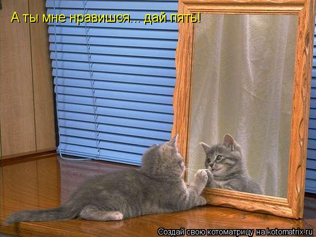 А ты мне нравишся... дай пять!... Котоматрица: А ты мне нравишся... дай пять!
