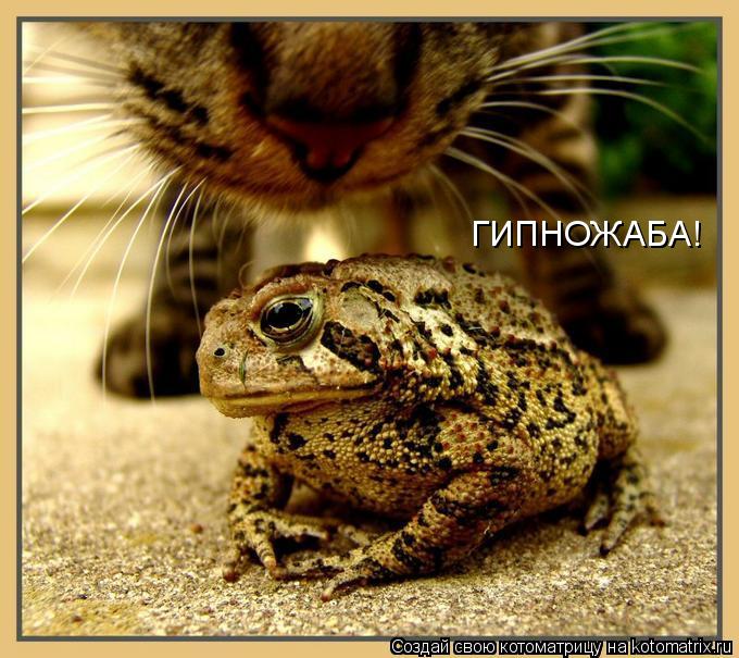 ГИПНОЖАБА!... Котоматрица: ГИПНОЖАБА!