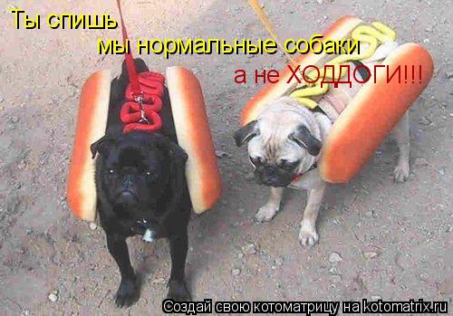 Ты спишь мы нормальные собаки а не ХОДДОГИ!!!... Котоматрица: Ты спишь мы нормальные собаки а не ХОДДОГИ!!!