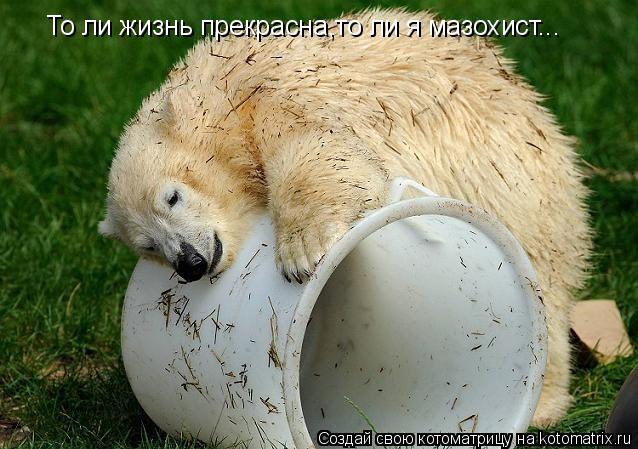 То ли жизнь прекрасна,то ли я мазохист...... Котоматрица: То ли жизнь прекрасна,то ли я мазохист...
