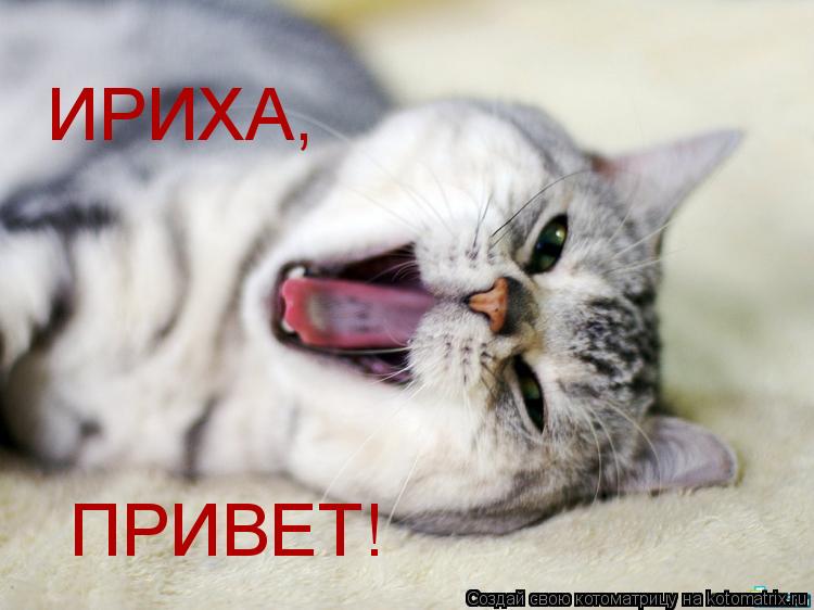 ИРИХА, ПРИВЕТ!... Котоматрица: ИРИХА, ПРИВЕТ!