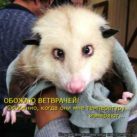 ОБОЖАЮ ВЕТВРАЧЕЙ! Особенно, когда они мне температуру... измеряют...... Котоматрица: ОБОЖАЮ ВЕТВРАЧЕЙ! Особенно, когда они мне температуру... измеряют...