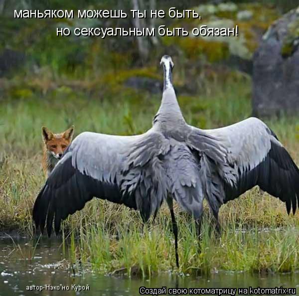 маньяком можешь ты не быть, но сексуальным быть обязан! автор-Нэко но Курой... Котоматрица: маньяком можешь ты не быть, но сексуальным быть обязан! автор-Нэко но Курой