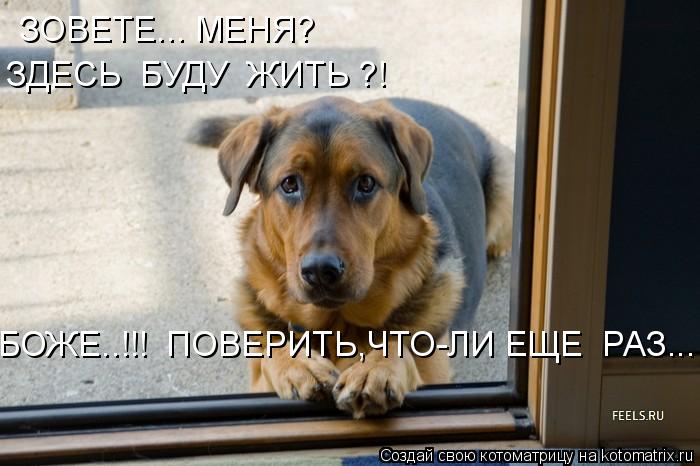 ЗОВЕТЕ... МЕНЯ? ЗДЕСЬ БУДУ ЖИТЬ ?! БОЖЕ..!!! ПОВЕРИТЬ,ЧТО-ЛИ ЕЩЕ РАЗ...... Котоматрица: ЗОВЕТЕ... МЕНЯ? ЗДЕСЬ БУДУ ЖИТЬ ?! БОЖЕ..!!! ПОВЕРИТЬ,ЧТО-ЛИ ЕЩЕ РАЗ...