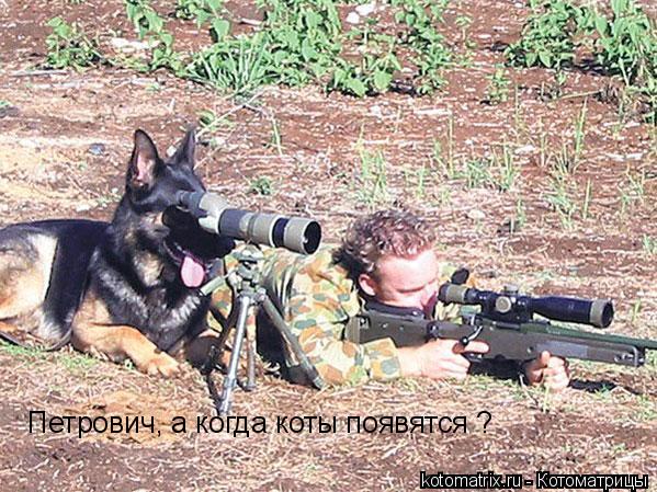Петрович, а когда коты появятся ?... Котоматрица: Петрович, а когда коты появятся ?