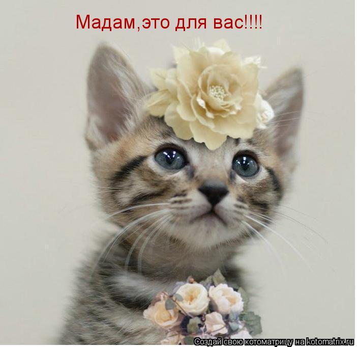 Мадам,это для вас!!!!... Котоматрица: Мадам,это для вас!!!!