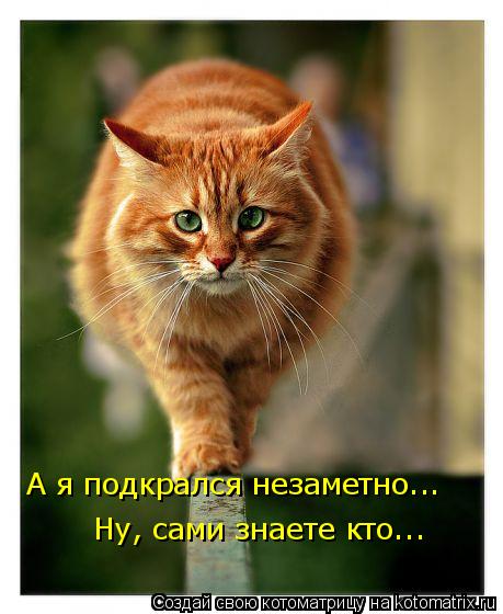 А я подкрался незаметно... Ну, сами знаете кто...... Котоматрица: А я подкрался незаметно... Ну, сами знаете кто...