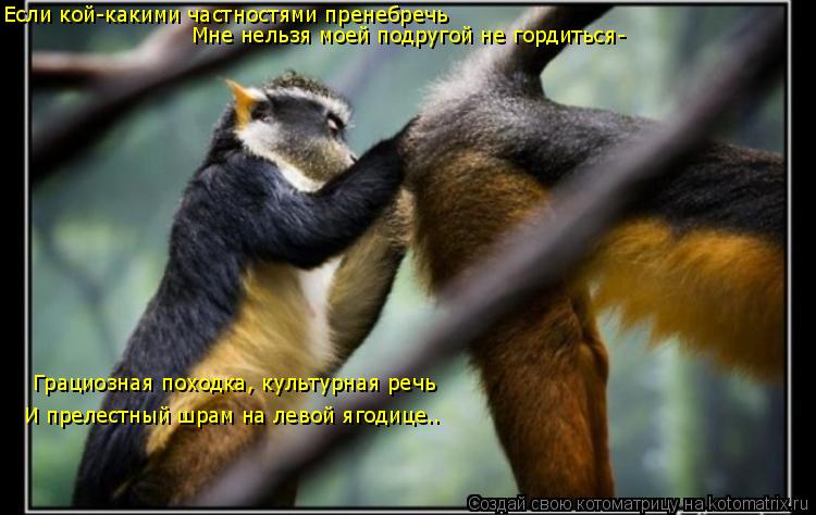 Если кой-какими частностями пренебречь Мне нельзя моей подругой не гордиться- Грациозная походка, кул... Котоматрица: Если кой-какими частностями пренебречь Мне нельзя моей подругой не гордиться- Грациозная походка, культурная речь И прелестный шрам на лев