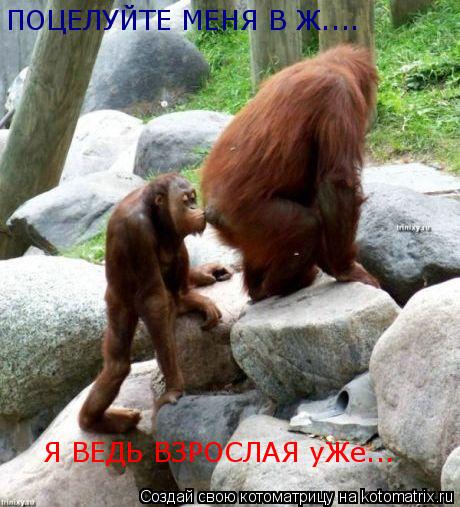 ПОЦЕЛУЙТЕ МЕНЯ В Ж.... Я ВЕДЬ ВЗРОСЛАЯ уЖе...... Котоматрица: ПОЦЕЛУЙТЕ МЕНЯ В Ж.... Я ВЕДЬ ВЗРОСЛАЯ уЖе...