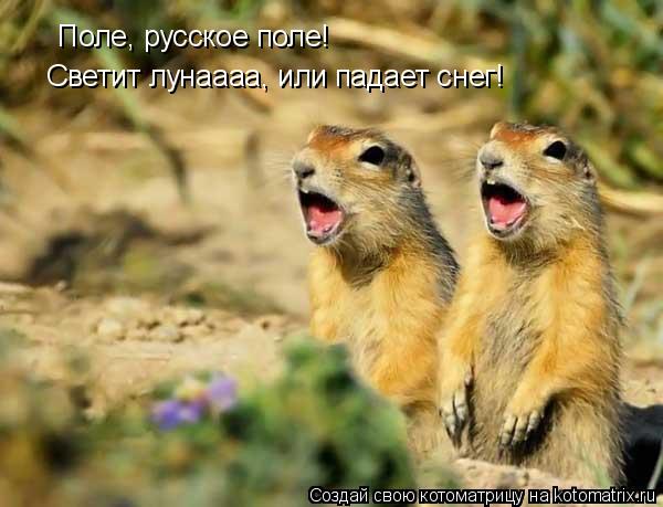 Поле, русское поле! Светит лунаааа, или падает снег!... Котоматрица: Поле, русское поле! Светит лунаааа, или падает снег!