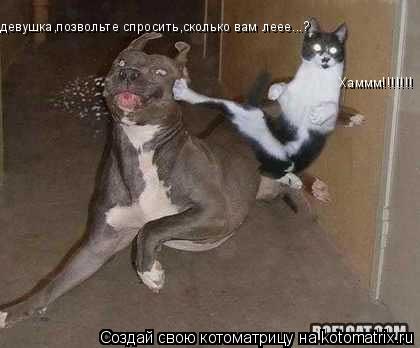 Котоматрица: девушка,позвольте спросить,сколько вам леее...? Хаммм!!!!!!! Хаммм!!!!!!!