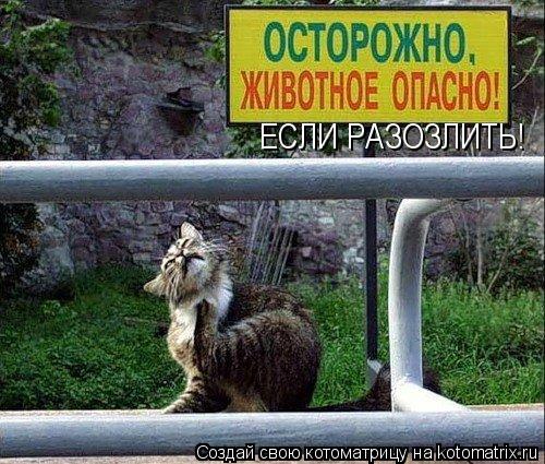 ЕСЛИ РАЗОЗЛИТЬ!... Котоматрица: ЕСЛИ РАЗОЗЛИТЬ!