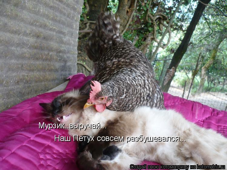 Котоматрица: Мурзик..выручай... Наш Петух совсем разбушевался...
