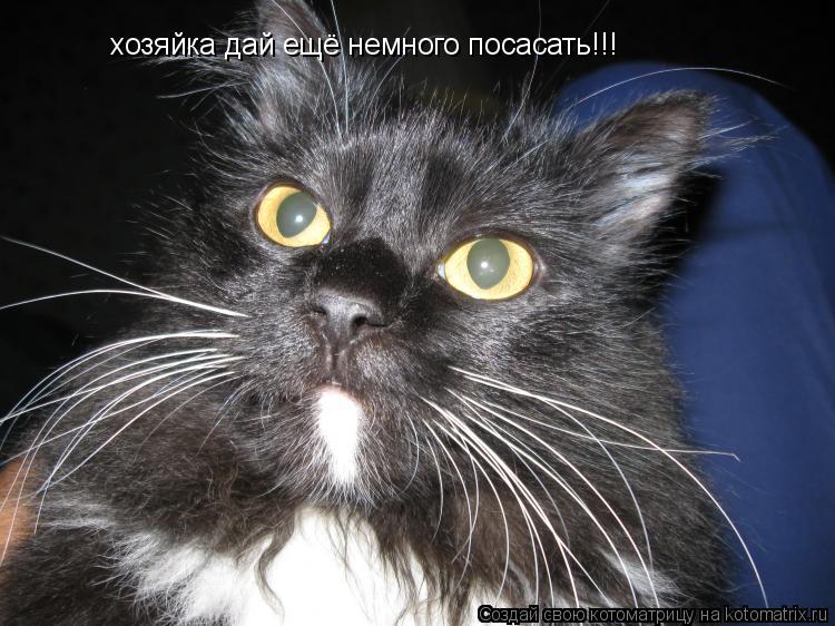 хозяйка дай ещё немного посасать!!!... Котоматрица: хозяйка дай ещё немного посасать!!!