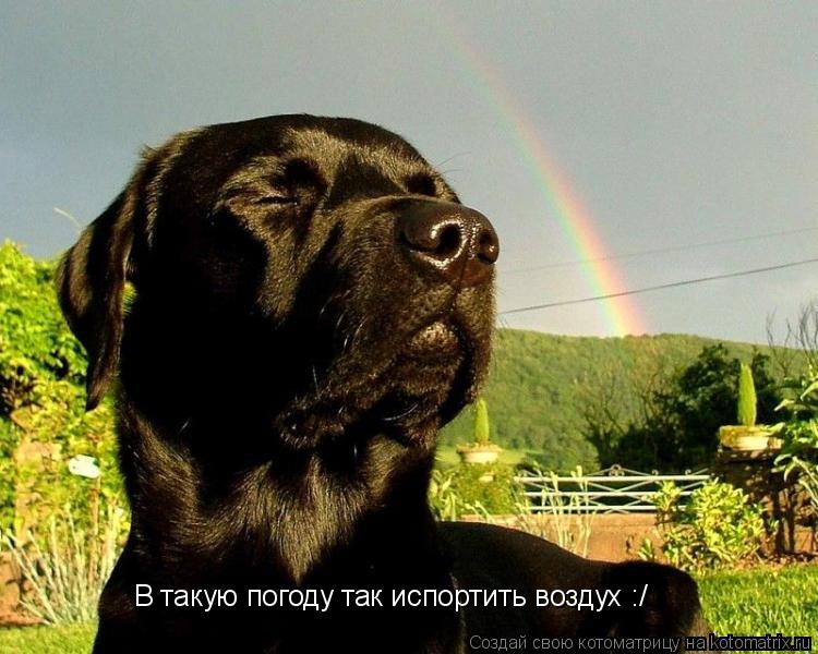 В такую погоду так испортить воздух :/... Котоматрица: В такую погоду так испортить воздух :/