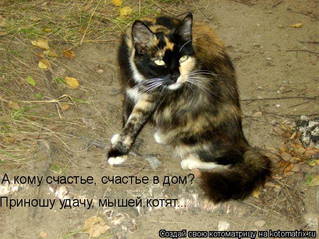 А кому счастье, счастье в дом? Приношу удачу, мышей,котят...... Котоматрица: А кому счастье, счастье в дом? Приношу удачу, мышей,котят...