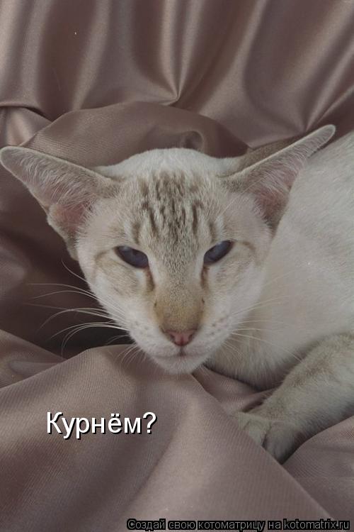 Курнём?... Котоматрица: Курнём?