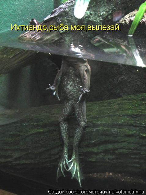 Котоматрица: Ихтиандр,рыба моя,вылезай.
