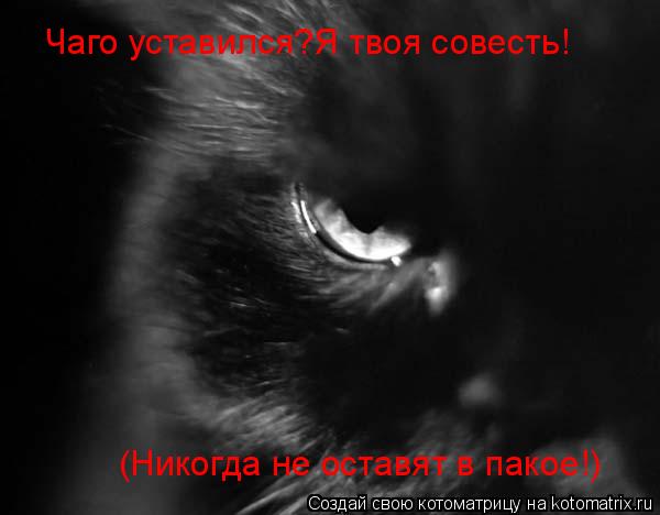 Котоматрица: Чаго уставился?Я твоя совесть! Чаго уставился?Я твоя совесть! (Никогда не оставят в пакое!)