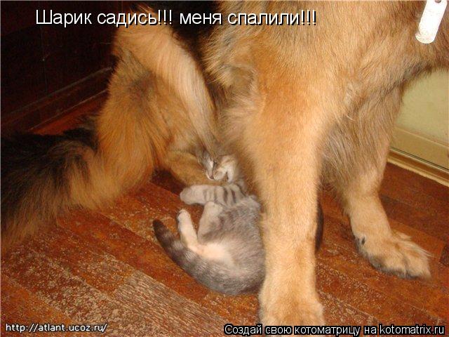 Шарик садись!!! меня спалили!!!... Котоматрица: Шарик садись!!! меня спалили!!!